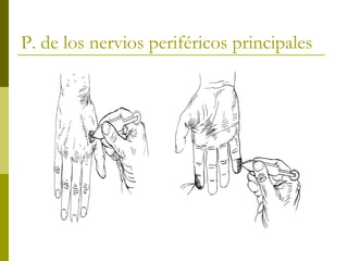 P. de los nervios periféricos principales
 