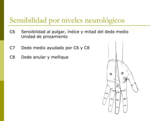 Sensibilidad por niveles neurológicos
C6 Sensibilidad al pulgar, índice y mitad del dedo medio
Unidad de pinzamiento
C7 Dedo medio ayudado por C6 y C8
C8 Dedo anular y meñique
 