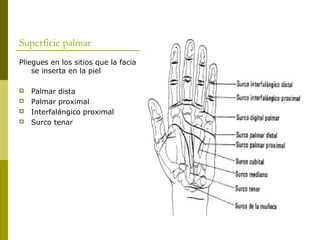 Superficie palmar
Pliegues en los sitios que la facia
se inserta en la piel
 Palmar dista
 Palmar proximal
 Interfalángico proximal
 Surco tenar
 
