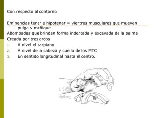 Con respecto al contorno
Eminencias tenar e hipotenar = vientres musculares que mueven
pulga y meñique
Abombadas que brindan forma indentada y excavada de la palma
Creada por tres arcos
1. A nivel el carpiano
2. A nivel de la cabeza y cuello de los MTC
3. En sentido longitudinal hasta el centro.
 