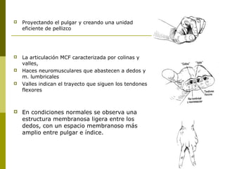  Proyectando el pulgar y creando una unidad
eficiente de pellizco
 La articulación MCF caracterizada por colinas y
valles,
 Haces neuromusculares que abastecen a dedos y
m. lumbricales
 Valles indican el trayecto que siguen los tendones
flexores
 En condiciones normales se observa una
estructura membranosa ligera entre los
dedos, con un espacio membranoso más
amplio entre pulgar e índice.
 