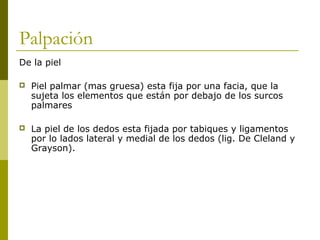 Palpación
De la piel
 Piel palmar (mas gruesa) esta fija por una facia, que la
sujeta los elementos que están por debajo de los surcos
palmares
 La piel de los dedos esta fijada por tabiques y ligamentos
por lo lados lateral y medial de los dedos (lig. De Cleland y
Grayson).
 