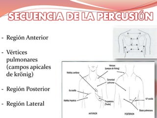 - Región Anterior
- Vértices
pulmonares
(campos apicales
de krönig)
- Región Posterior
- Región Lateral
 