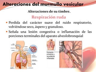 Alteraciones de su timbre.
Respiración ruda
 Perdida del carácter suave del ruido respiratorio,
volviéndose seco, áspero y granuloso.
 Señala una lesión congestiva o inflamación de las
porciones terminales del aparato alveolobronquial
Alteraciones del murmullo vesicular
 