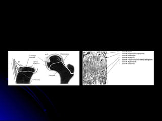Exploración física en ortopedia