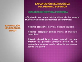 EXPLORACIÓN NEUROLÓGICA
                         DEL MIEMBRO SUPERIOR

                EXPLORACIÓN NERVIOSA PERIFÉRICA

  ...