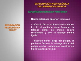 EXPLORACIÓN NEUROLÓGICA
                     DEL MIEMBRO SUPERIOR

              EXPLORACIÓN NERVIOSA PERIFÉRICA


       ...