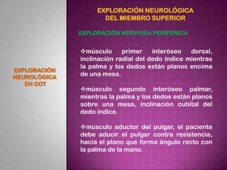 EXPLORACIÓN NEUROLÓGICA
                     DEL MIEMBRO SUPERIOR

              EXPLORACIÓN NERVIOSA PERIFÉRICA


       ...