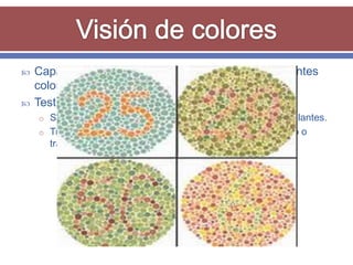    Capacidad del ojo de diferenciar matices de diferentes
    colores.
   Test de Ishihara
    o Se proyectarán láminas con números o 1 ó 2 líneas ondulantes.
    o Tratar de identificar el número que se encuentra al centro o
      trazar la línea ondulante.
 