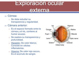    Córnea:
    o Se debe estudiar su
      transparencia y regularidad.
   Cámara anterior:
    o Es el espacio formado entre la
      córnea y el iris, contiene al
      humor acuoso.
    o Se explora su transparencia y
      profundidad.
    o Hipopión: De color blanco.
      Consiste en células
      inflamatorias.
    o Hipema: De color rojo oscuro.
      Es el acúmulo de sangre.
 