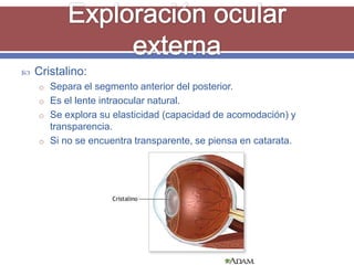    Cristalino:
    o Separa el segmento anterior del posterior.
    o Es el lente intraocular natural.
    o Se explora su elasticidad (capacidad de acomodación) y
      transparencia.
    o Si no se encuentra transparente, se piensa en catarata.
 