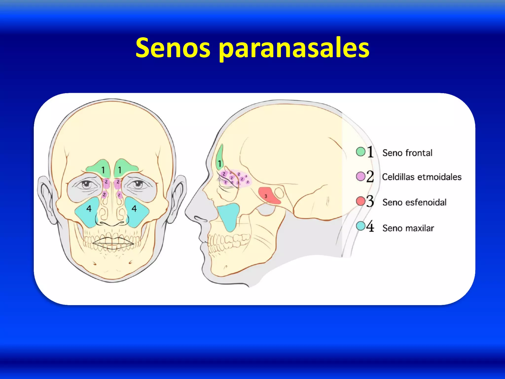 Senos paranasales
