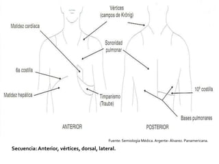 Fuente: Semiología Médica. Argente- Álvarez. Panamericana.

Secuencia: Anterior, vértices, dorsal, lateral.
 