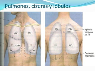 Pulmones, cisuras y lóbulos
 