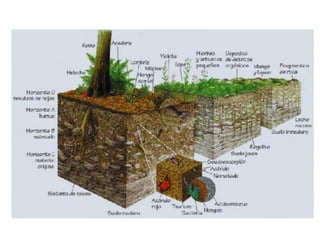 EXPLORACION PETROLERA
 