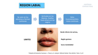 Tratado de Anatomia Humana. L. Testut y A. Latarjet. Editorial Salvat. 9na edición. Tomo II y III
Se unen en los
extremos y forman
comisuras
Verticales en los
blancos. Vueltos
hacia afuera en los
negros
Velos
musculomembra-
nosos continuos
LIMITES
Borde inferior de narinas,
Región geniana
Surco mentolabial
REGION LABIAL
 