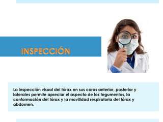 La inspección visual del tórax en sus caras anterior, posterior y 
laterales permite apreciar el aspecto de los tegumentos, la 
conformación del tórax y la movilidad respiratoria del tórax y 
abdomen. 
 