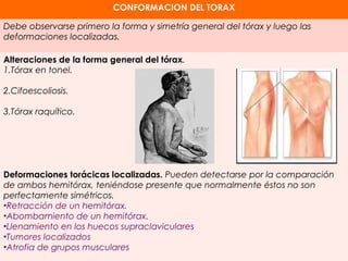 CONFORMACION DEL TORAX 
Debe observarse primero la forma y simetría general del tórax y luego las 
deformaciones localizadas. 
Alteraciones de la forma general del tórax. 
1.Tórax en tonel. 
2.Cifoescoliosis. 
3.Tórax raquítico. 
Deformaciones torácicas localizadas. Pueden detectarse por la comparación 
de ambos hemitórax, teniéndose presente que normalmente éstos no son 
perfectamente simétricos. 
•Retracción de un hemitórax. 
•Abombamiento de un hemitórax. 
•Llenamiento en los huecos supraclaviculares 
•Tumores localizados 
•Atrofia de grupos musculares 
 