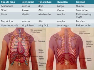 Tipo de tono Intensidad Tono/altura Duración Calidad 
Resonante Intenso Bajo Largo Hueco 
Plano Suave Alto Corto Muy mate 
Mate Medio Medio alto Medio Ruido sordo y 
mate 
Timpánico Intenso Alto medio Tambor 
Hiperresonante Muy intenso Muy bajo Mas largo Retumbante 
 