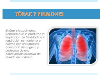 El tórax y los pulmones 
permiten que se produzca la 
respiración. La finalidad de la 
respiración es mantener el 
cuerpo con un suministro 
adecuado de oxigeno y 
protegido de una 
acumulación excesiva de 
dióxido de carbono. 
 