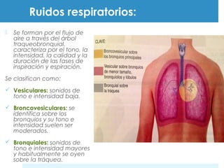 Ruidos respiratorios: 
 Se forman por el flujo de 
aire a través del árbol 
traqueobronquial. 
caracteriza por el tono, la 
intensidad, la calidad y la 
duración de las fases de 
inspiración y espiración. 
Se clasifican como: 
 Vesiculares: sonidos de 
tono e intensidad baja. 
 Broncovesiculares: se 
identifica sobre los 
bronquios y su tono e 
intensidad suelen ser 
moderados. 
 Bronquiales: sonidos de 
tono e intensidad mayores 
y habitualmente se oyen 
sobre la tráquea. 
 