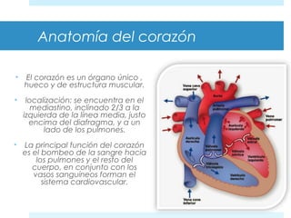 Anatomía del corazón 
• El corazón es un órgano único , 
hueco y de estructura muscular. 
• localización: se encuentra en el 
mediastino, inclinado 2/3 a la 
izquierda de la línea media, justo 
encima del diafragma, y a un 
lado de los pulmones. 
• La principal función del corazón 
es el bombeo de la sangre hacia 
los pulmones y el resto del 
cuerpo, en conjunto con los 
vasos sanguíneos forman el 
sistema cardiovascular. 
 