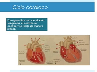 Ciclo cardiaco 
Para garantizar una circulación 
sanguínea, el corazón se 
contrae y se relaja de manera 
rítmica. 
 