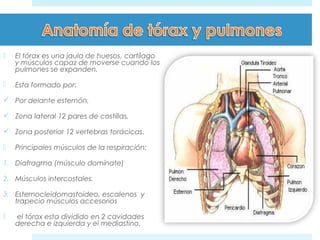  El tórax es una jaula de huesos, cartílago 
y músculos capaz de moverse cuando los 
pulmones se expanden. 
 Esta formado por: 
 Por delante esternón. 
 Zona lateral 12 pares de costillas. 
 Zona posterior 12 vertebras torácicas. 
 Principales músculos de la respiración: 
1. Diafragma (músculo domínate) 
2. Músculos intercostales. 
3. Esternocleidomastoideo, escalenos y 
trapecio músculos accesorios 
 el tórax esta dividido en 2 cavidades 
derecha e izquierda y el mediastino. 
 