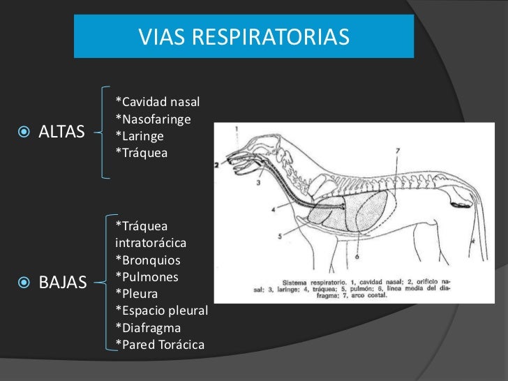 Exploracion clinica del aparato respiratorio