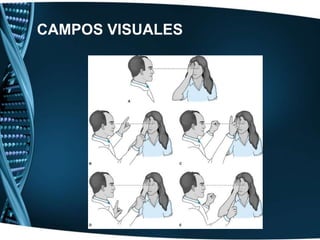 Tabla de Snellen: a 6 metros de distanciaCAMPOS VISUALES Campimetría de confrontación.VISION DE COLORES ¨Prueba de las madejas de lana de Holmgren