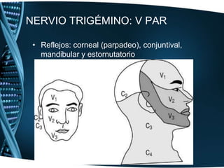 Hallazgos Par II (óptico): agudeza visual (de lejos y cerca), visión a colores, pericampimetría, fondo de ojo.3. Par III (motor ocular común) porción intrínseca: pupilas: forma y contorno, situación, tamaño, simetría, hippus pupilar; reflejo fotomotor, reflejo consensual, reflejo de la acomodación y convergencia.4. Par III (porción extrínseca), par IV (troclear), par VI (abducens): hendiduras palpebrales: ausencia de ptosis palpebral. Movimientos oculares: normales