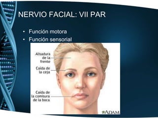 Hallazgos Porción sensitiva: Sensibilidad táctil, térmica y dolorosa de la cara (explorada en sensibilidad general)Porción motora Inspección y palpación de los músculos masticadores: maseteros, temporales y pterigoideos