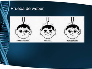 NERVIO COCLEARPrueba del tic-tac del reloj:Prueba de Weber:Prueba de Rinne:Prueba de Schwabach. Mide la duración de la percepción ósea: