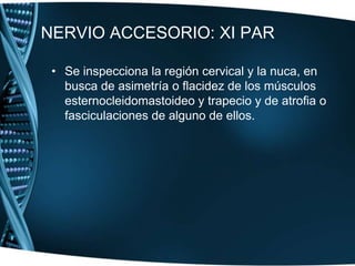 NERVIO NEUMOGÁSTRICO (VAGO): X PAR