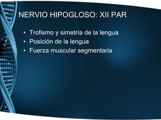 NERVIO ACCESORIO: XI PARSe inspecciona la región cervical y la nuca, en busca de asimetría o flacidez de los músculos esternocleidomastoideo y trapecio y de atrofia o fasciculaciones de alguno de ellos.