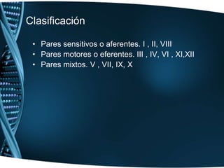 Clasificación Pares sensitivos o aferentes. I , II, VIII Pares motores o eferentes. III , IV, VI , XI,XII Pares mixtos. V , VII, IX, X 