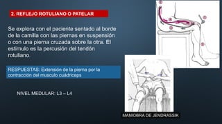 fisiologia-de-la-exploracion-de-los-reflejos-pptx