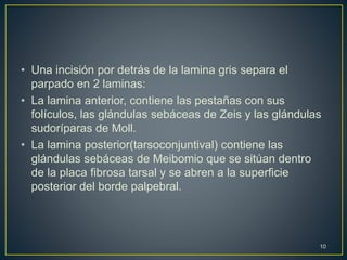 • Una incisión por detrás de la lamina gris separa el
parpado en 2 laminas:
• La lamina anterior, contiene las pestañas con sus
folículos, las glándulas sebáceas de Zeis y las glándulas
sudoríparas de Moll.
• La lamina posterior(tarsoconjuntival) contiene las
glándulas sebáceas de Meibomio que se sitúan dentro
de la placa fibrosa tarsal y se abren a la superficie
posterior del borde palpebral.
10
 