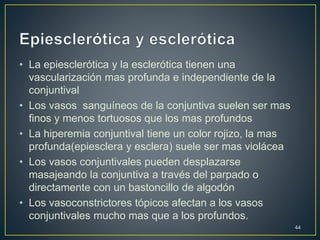 • La epiesclerótica y la esclerótica tienen una
vascularización mas profunda e independiente de la
conjuntival
• Los vasos sanguíneos de la conjuntiva suelen ser mas
finos y menos tortuosos que los mas profundos
• La hiperemia conjuntival tiene un color rojizo, la mas
profunda(epiesclera y esclera) suele ser mas violácea
• Los vasos conjuntivales pueden desplazarse
masajeando la conjuntiva a través del parpado o
directamente con un bastoncillo de algodón
• Los vasoconstrictores tópicos afectan a los vasos
conjuntivales mucho mas que a los profundos.
44
 