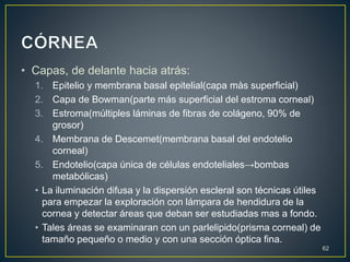 • Capas, de delante hacia atrás:
1. Epitelio y membrana basal epitelial(capa màs superficial)
2. Capa de Bowman(parte más superficial del estroma corneal)
3. Estroma(múltiples láminas de fibras de colágeno, 90% de
grosor)
4. Membrana de Descemet(membrana basal del endotelio
corneal)
5. Endotelio(capa única de células endoteliales→bombas
metabólicas)
• La iluminación difusa y la dispersión escleral son técnicas útiles
para empezar la exploración con lámpara de hendidura de la
cornea y detectar áreas que deban ser estudiadas mas a fondo.
• Tales áreas se examinaran con un parlelipido(prisma corneal) de
tamaño pequeño o medio y con una sección óptica fina.
62
 