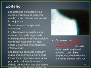• Los defectos epiteliales y las
ulceras corneales se parecen
mucho a las mismas lesiones de
la conjuntiva.
• Se ven mejor con ayuda de
colorantes
• Los filamentos epiteliales son
colas en forma de lagrima de
epitelio parcialmente desprendido
con moco. Aparecen en ojos
secos y diversas enfermedades
inflamatorias.
• Las lesiones en huella dactilar y
mapa son anomalías curvilíneas,
traslucidas o ligeramente opacas
por dentro o inmediatamente
debajo del epitelio, que adoptan el 63
• Ocurren en la distrofia
corneal de la membrana
anterior primaria (distrofia
de la membrana basal
epitelial o distrofia en
mapa-punto-huella dactilar)
y a veces en traumatismos.
 