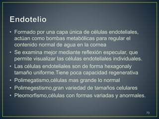 • Formado por una capa única de células endoteliales,
actúan como bombas metabólicas para regular el
contenido normal de agua en la cornea
• Se examina mejor mediante reflexión especular, que
permite visualizar las células endoteliales individuales.
• Las células endoteliales son de forma hexagonaly
tamaño uniforme.Tiene poca capacidad regenerativa
• Polimegatismo,células mas grande lo normal
• Polimegestismo,gran variedad de tamaños celulares
• Pleomorfismo,células con formas variadas y anormales.
73
 