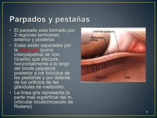 • El parpado esta formado por
2 regiones laminares:
anterior y posterior.
• Estas están separadas por
la línea gris (surco
interpalpebral de Von
Graefe) que discurre
horizontalmente a lo largo
del borde palpebral,
posterior a los folículos de
las pestañas y por delante
de los orificios de las
glándulas de meibomio.
• La línea gris representa la
parte mas superficial del m.
orbicular ocular(musculo de
Riolano)
8
 
