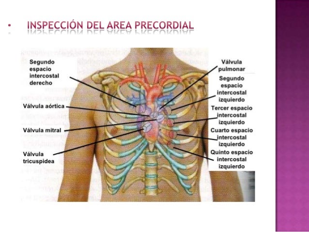 Exploracion del sistemacardiovascular