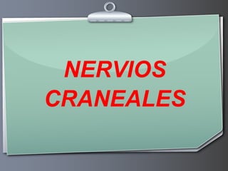 NERVIOS CRANEALES 