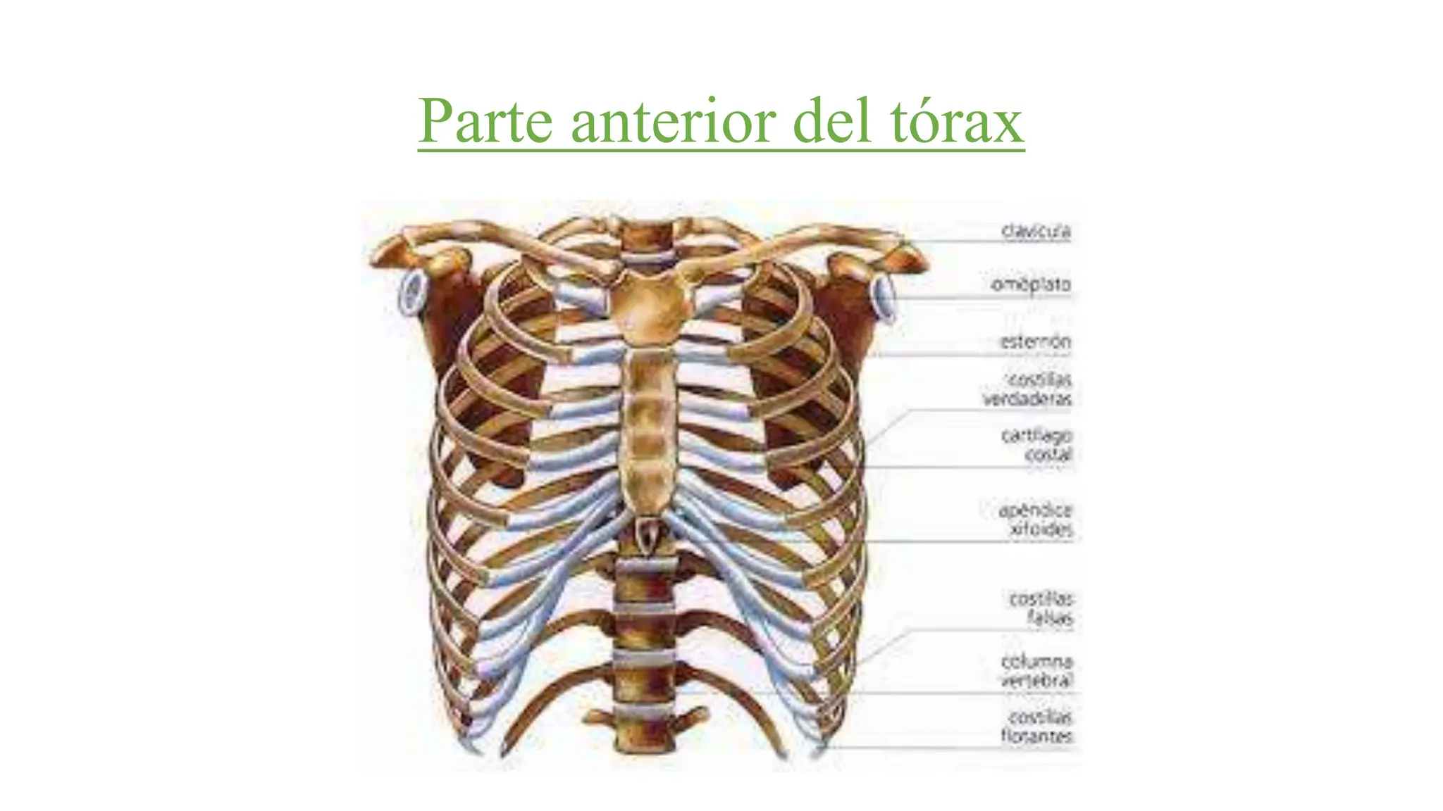 Torax Simple Exploración física en tórax.pptx de cardiologia | PPT