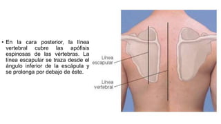 Exploración física en tórax.pptx de cardiologia | PPTX