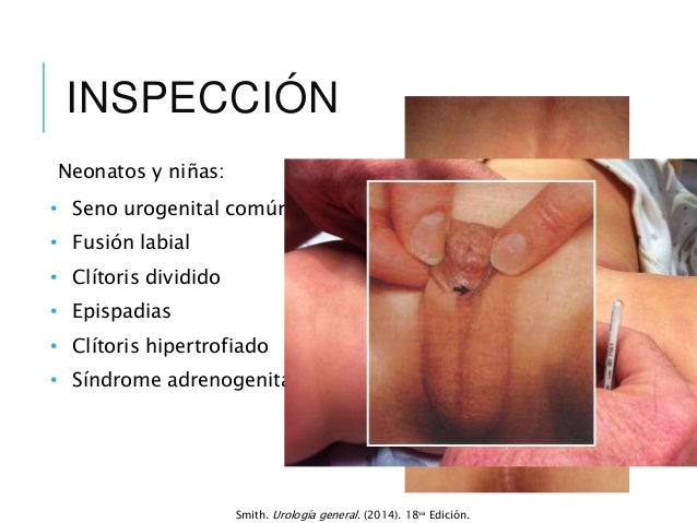 Download Descargar Urologia General De Smith Pdf