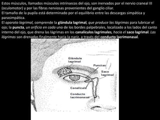 Estos músculos, llamados músculos intrínsecos del ojo, son inervados por el nervio craneal III 
(oculomotor) y por las fibras nerviosas provenientes del ganglio ciliar. 
El tamaño de la pupila está determinado por el equilibrio entre las descargas simpática y 
parasimpática. 
El aparato lagrimal, comprende la glándula lagrimal, que produce las lágrimas para lubricar el 
ojo; la puncta, un orificio en cada uno de los bordes palpebrales, localizado a los lados del canto 
interno del ojo, que drena las lágrimas en los canalículos lagrimales, hacia el saco lagrimal. Las 
lágrimas son drenadas finalmente hacia la nariz, a través del conducto lacrimonasal. 
 