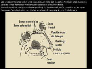 Los senos perinasales son el seno esfenoidal, el etmoidal, los senos frontales y los maxilares. 
Solo los senos frontales y maxilares son accesibles al examen físico. 
Normalmente los senos están llenos de aire y no tienen una función conocida en los seres 
humanos. Están tapizados con células secretoras de mucus y drenan hacia la nariz. 
 